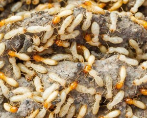 园林白蚁防治方案