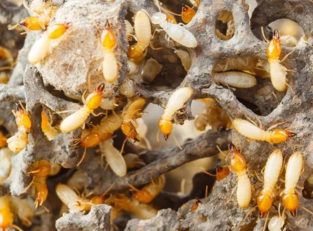 江门灭白蚁公司，惊现巨型白蚁巢：一王三后生出千万只白蚁