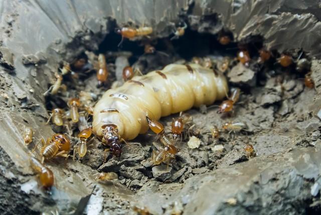 白蚁在家中筑巢，木质家具，会被它啃食