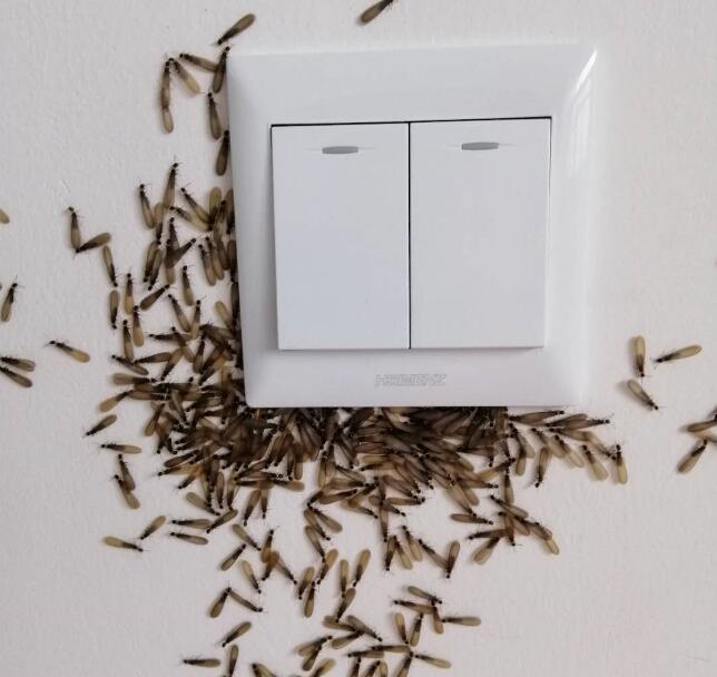 别墅白蚁危机：如何在24小时内找到白蚁公司解决？